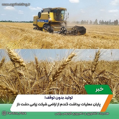 پایان عملیات برداشت گندم از اراضی شرکت زراعی دشت ناز