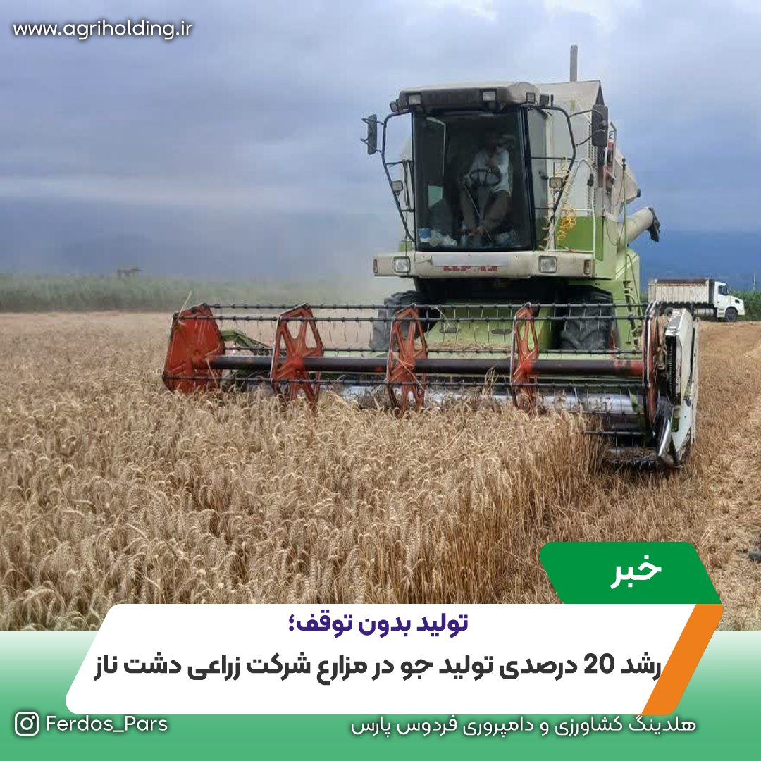 رشد 20 درصدی تولید جو در مزارع شرکت زراعی دشت ناز در سال 1405